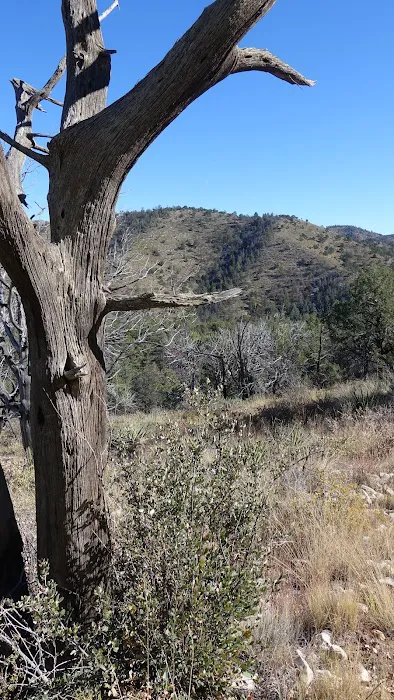 Pine Top Wilderness Campground 3