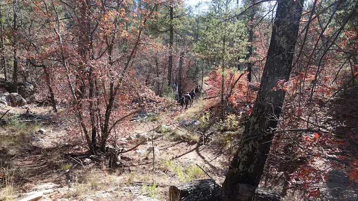 Pine Top Wilderness Campground 6