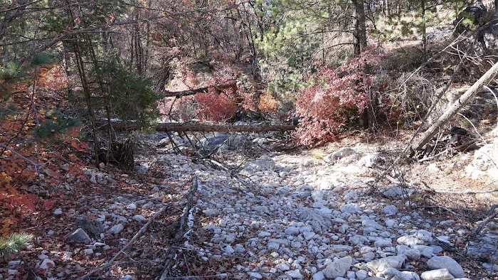 Pine Top Wilderness Campground 2