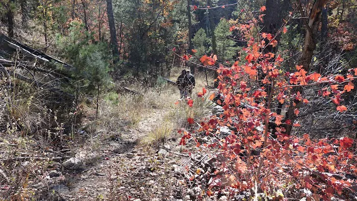 Pine Top Wilderness Campground 7