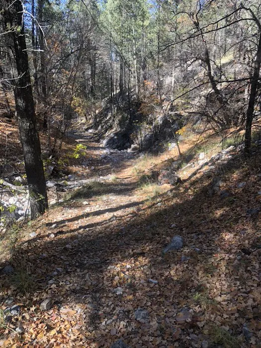 Mescalero Wilderness Campground 1