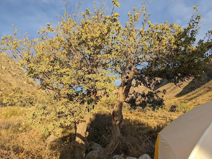Pine Springs Campground 1