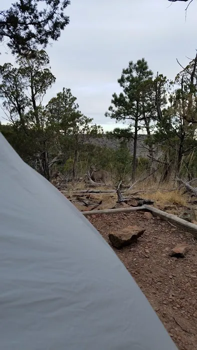 McKittrick Ridge Wilderness Campground 5