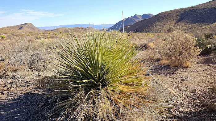 Pine Canyon 4 0