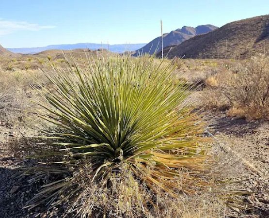 Pine Canyon 4
