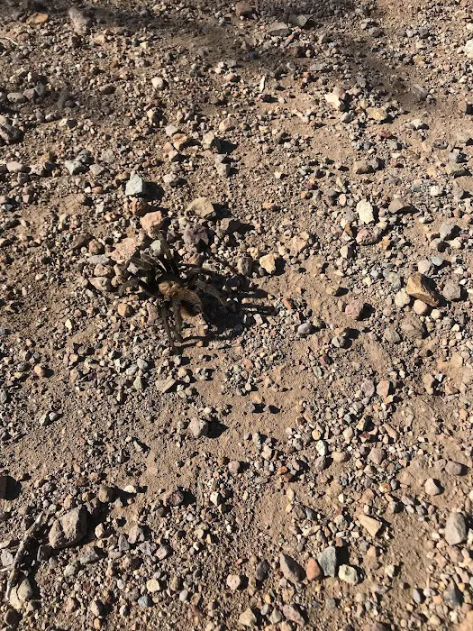 Pine Canyon 2 9