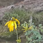 Spruce Group Picnic Site (recgovnpsdata)