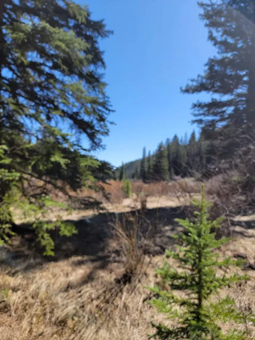 Blue Spruce Campground 4