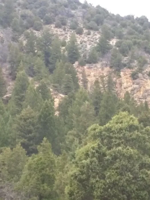 Middle Miller Creek Campground 6