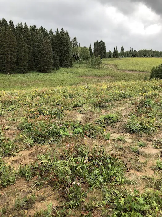 Middle Miller Creek Campground 0