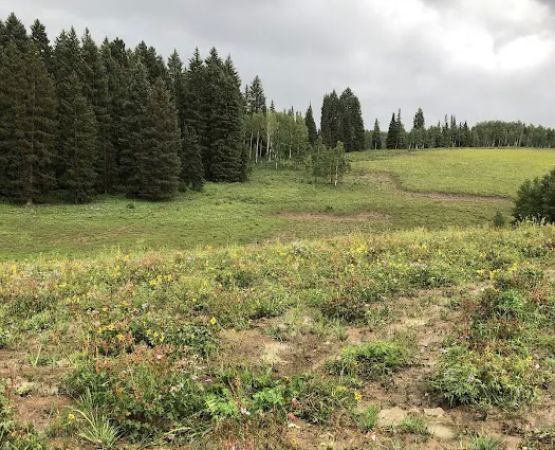 Middle Miller Creek Campground