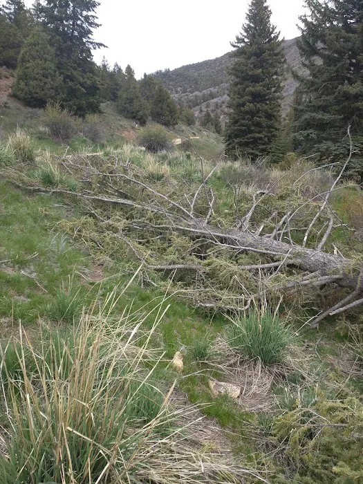 Middle Miller Creek Campground 9