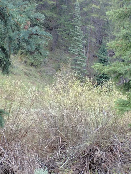 Middle Miller Creek Campground 5