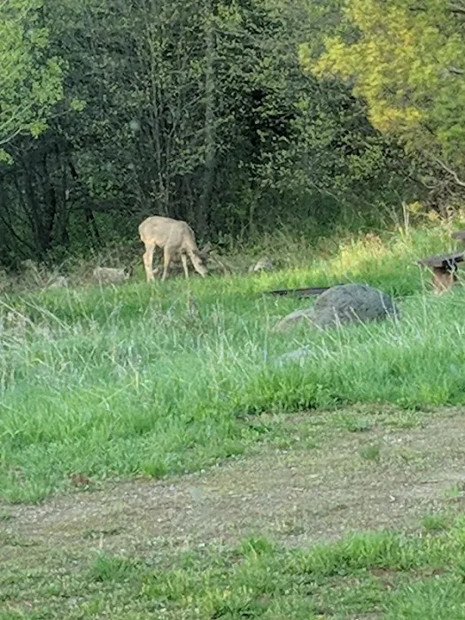 North Fork Campground 1