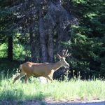 Shepherds Rim Campground