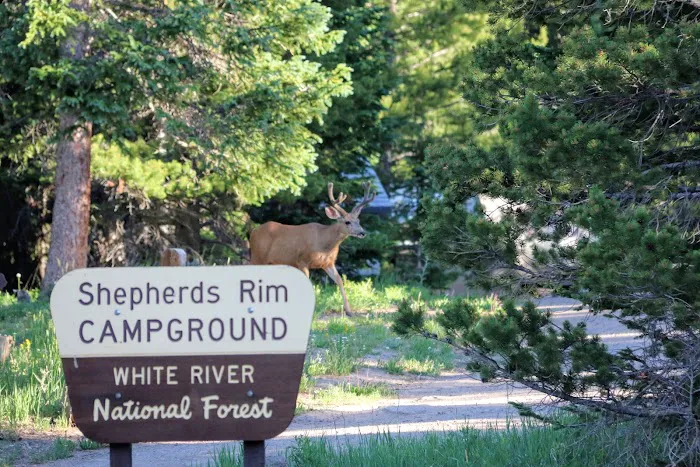 Shepherds Rim Campground 2
