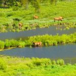 Himes Peak Campground