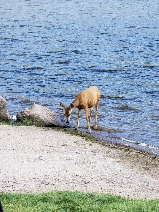 Big Meadows Reservoir Boating Site 8