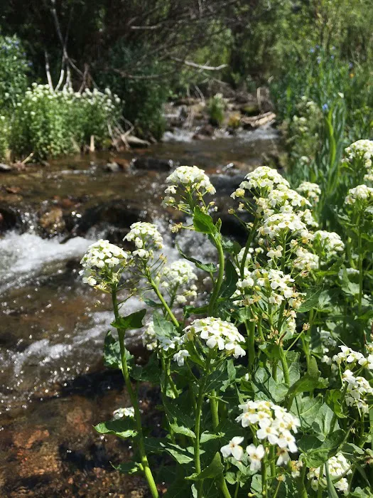 Ivy Creek Campground and Trailhead 7