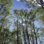 Valle Verde Group Picnic Site/ north fork rock creek trail