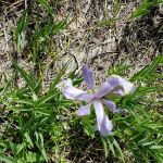 Big Springs Picnic Area