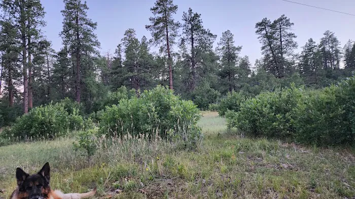 Turkey Springs Dispersed Camping 3