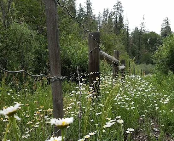 Blanco River Group Campground