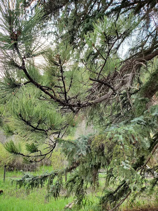 Blanco River Group Campground 4