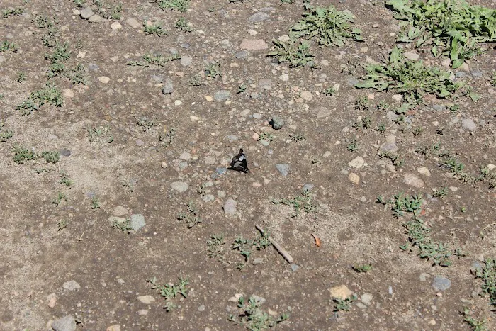 Bridge Campground 3