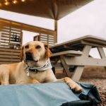 Ramble at Great Sand Dunes National Park