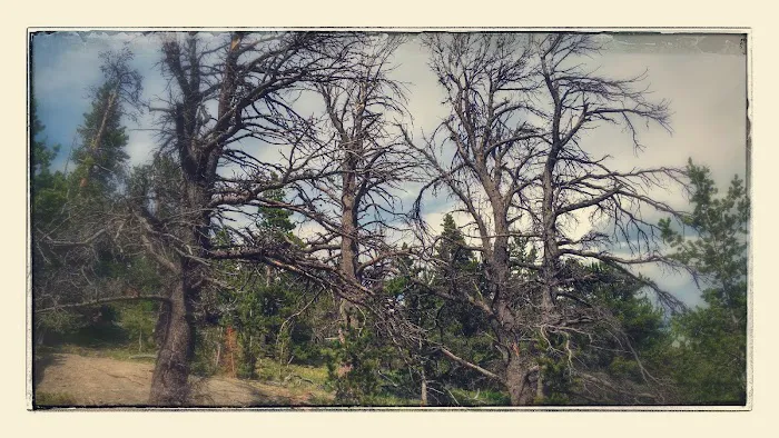 Moore Park 1