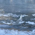 Upper Landing Picnic Site