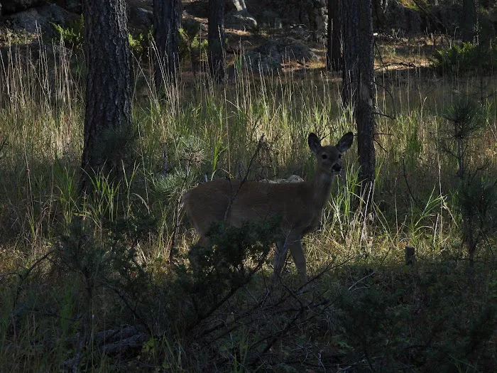 Stockade Lake South Campground 8
