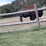 Game Lodge Campground