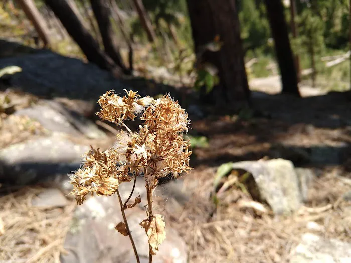 Oreville Campground 5