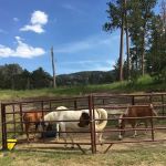 Willow Creek Horse Camp