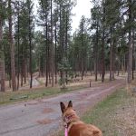 South Beach Unit of Sheridan Lake Campground