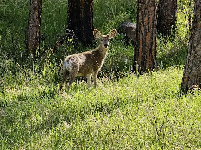 Elk Mountain Campground 6