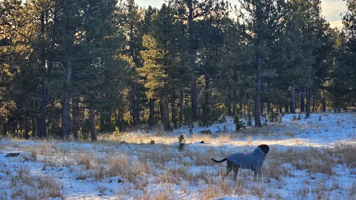 Highway 89 Dispersed Camp Site, Black Hills 4