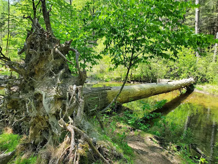 Hosack Run Campground 4