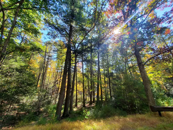 Hosack Run Campground 9