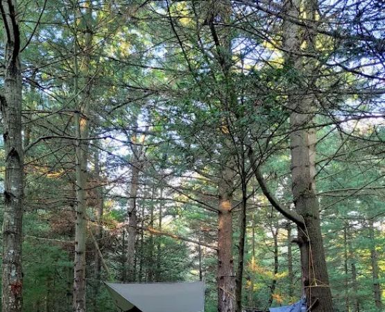 Primitive Campsite #12