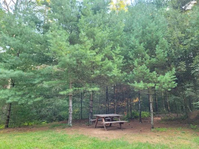 Primitive Campsite #12 5