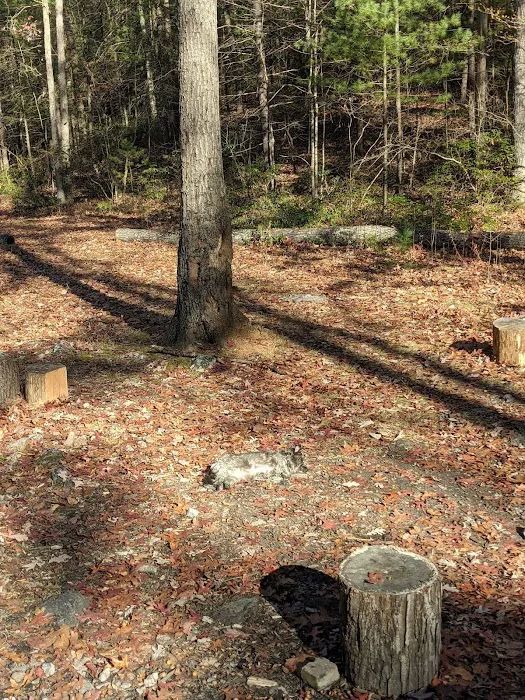 Raccoon Run Campsite #15 State Forest Grounds 0