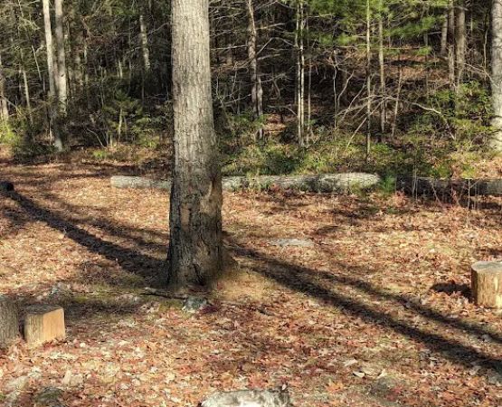 Raccoon Run Campsite #15 State Forest Grounds