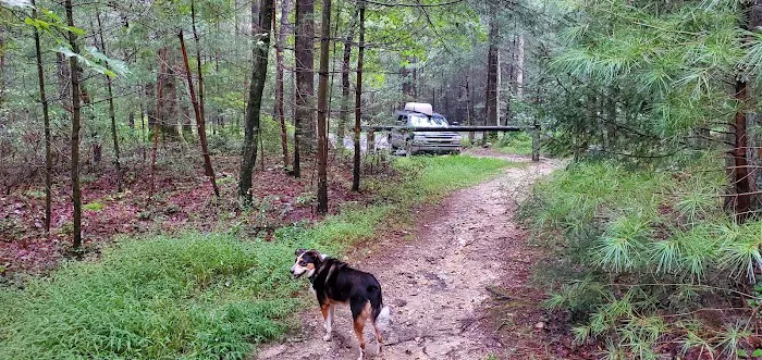 Primitive Campsite #11 6