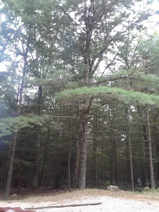 Primitive Campsite #11 7