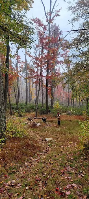Primitive Campsite #8 9