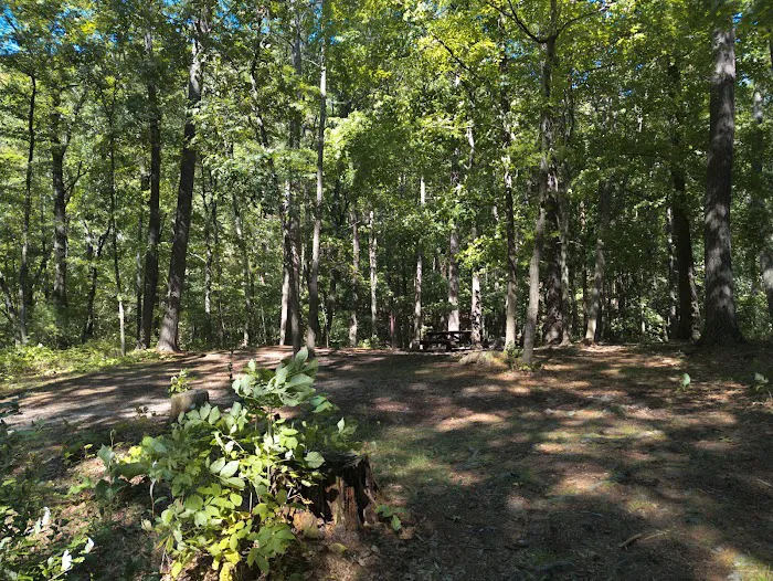 Camp Run Campground 5