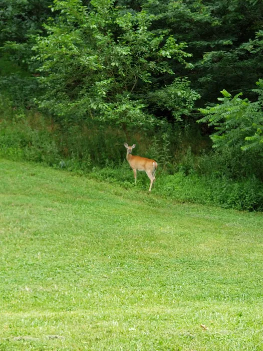 Big Ridge Campground 6